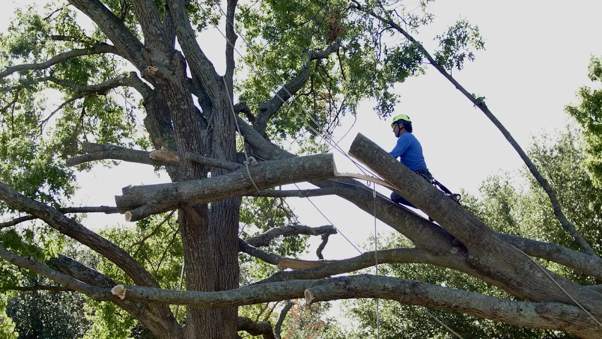 Professional Crown Thinning performed by certified arborists in Icard